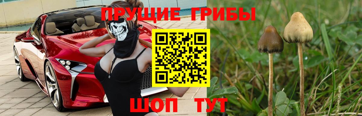 как найти закладки  Вход с VPN  Ликино-Дулёво  Псилоцибиновые грибы мицелий 